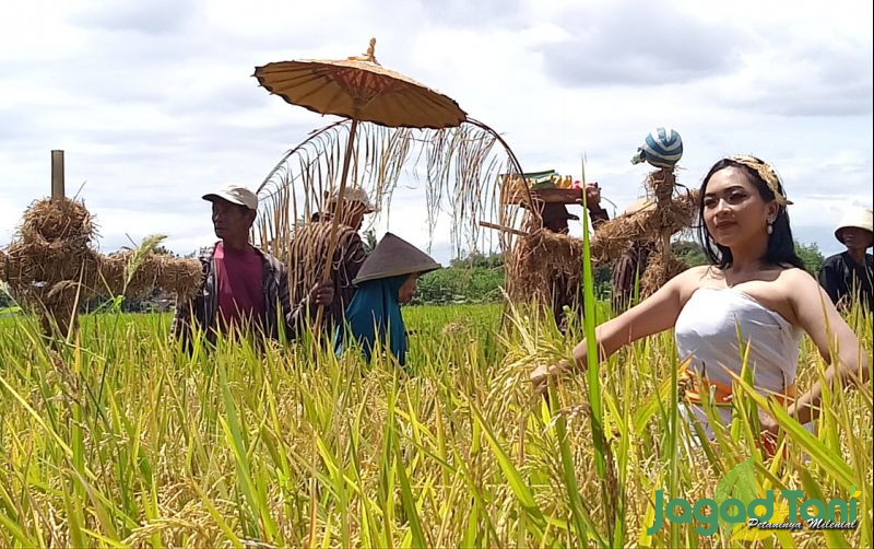 uploads/news/2023/02/produksi-beras-2022-tercatat-46468079d887685.jpg