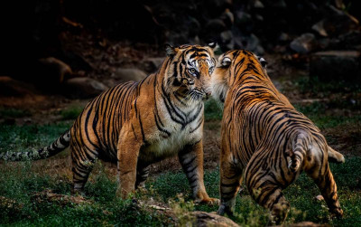 uploads/news/2023/03/jejak-harimau-sumatera-terlihat--11940e84d4a7eeb_400.jpg