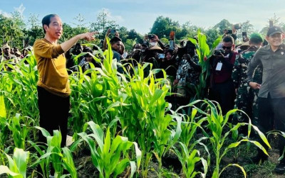 uploads/news/2023/03/jokowi-siapkan-10ribu-hektar-78227493896b8f2_400.jpeg