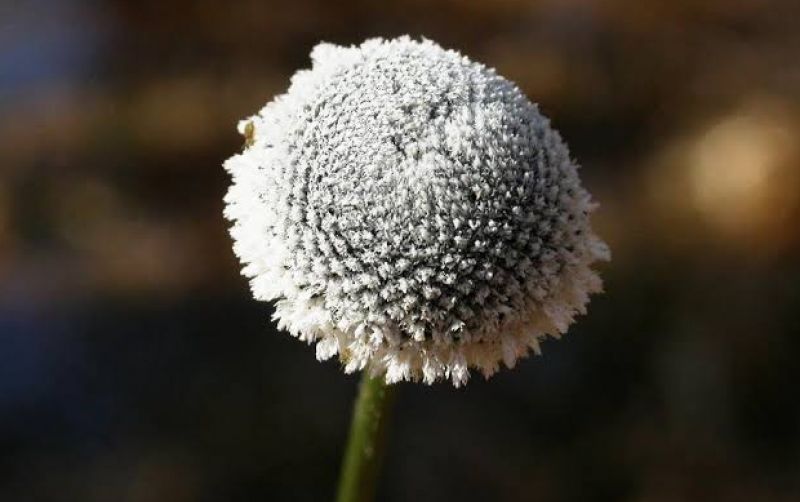 uploads/news/2023/03/mengenal-edelweiss-rawa-yang-1424368d5535b97.jpeg