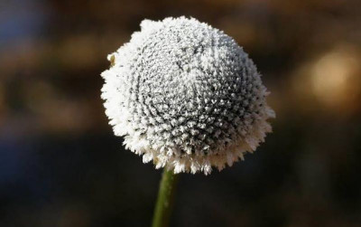 uploads/news/2023/03/mengenal-edelweiss-rawa-yang-1424368d5535b97_400.jpeg