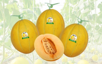 uploads/news/2023/03/renyahnya-melon-berkualitas-inovasi-4835758666b5d5d_400.jpg
