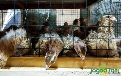 uploads/news/2023/03/segudang-untung-dari-burung-454012a8dcc6e52_400.jpeg