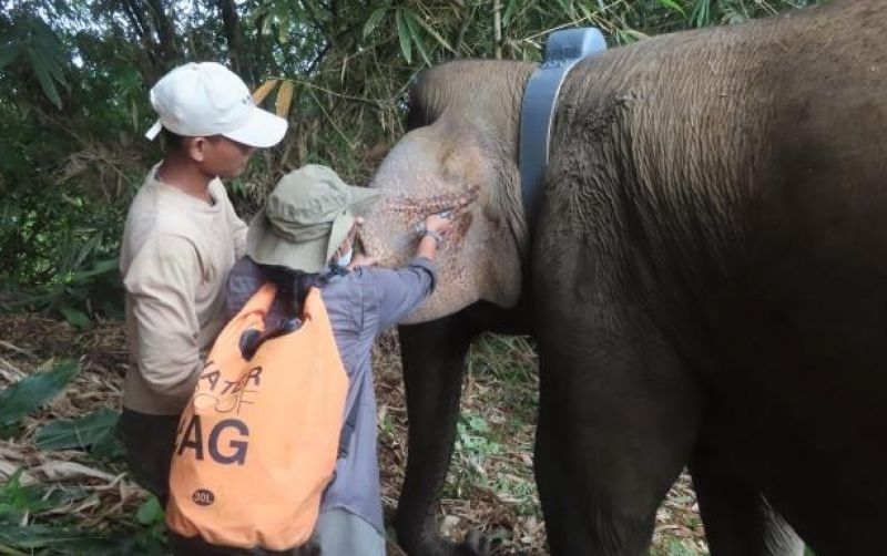 uploads/news/2023/03/si-jambul-gajah-sumatera-96199c277be62c3.jpg