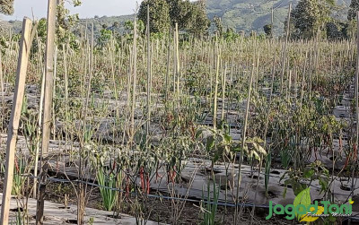 uploads/news/2023/03/tanaman-holtikultura-terganggu-abu-750086cb839b5dc_400.jpg