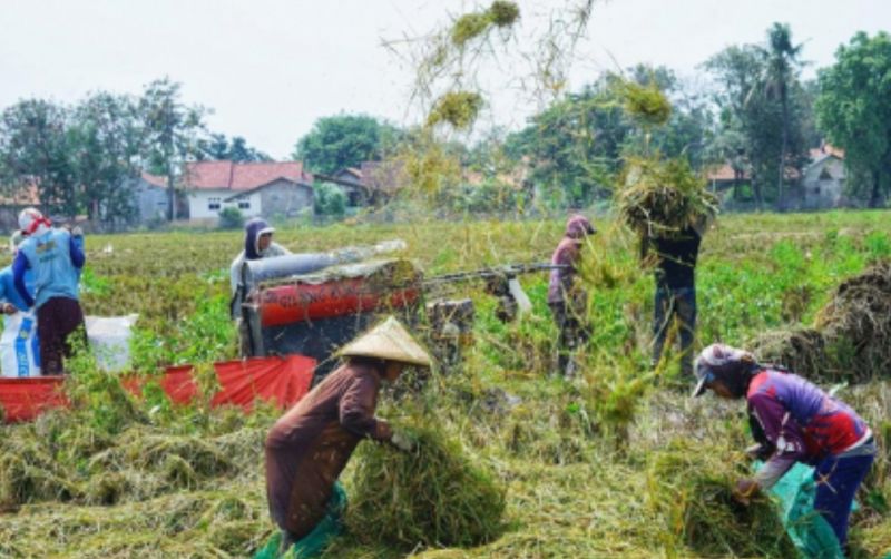 uploads/news/2023/04/kementan-harapkan-penyerapan-panen-1301915daf6afc4.jpg