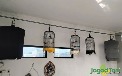 uploads/news/2023/04/peluang-bisnis-penitipan-burung-871745b952ebe69_400.jpg