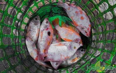 uploads/news/2023/04/penangkapan-ikan-terukur-untungkan-11200e00e73411f_400.jpg