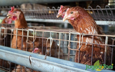 uploads/news/2023/05/ayam-sejahtera-indonesia-serukan-96261dc9090114c_400.JPG