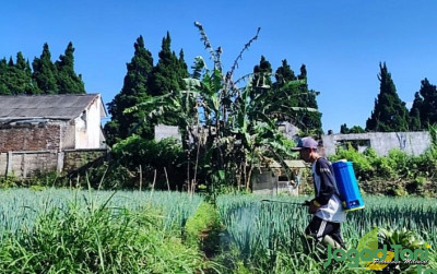 uploads/news/2023/05/harga-sayur-merosot-petani-245458a8897df0c_400.jpg