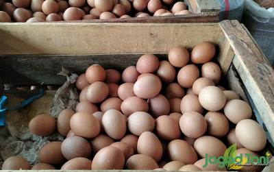 uploads/news/2023/05/ini-penyebab-harga-telur-63720c4cc06e9c1_400.jpg