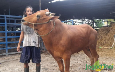 uploads/news/2023/05/jual-sapi-rp15-jutaan--473983a3cd4ccbc_400.jpg