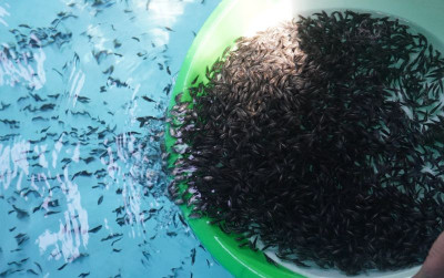 uploads/news/2023/05/kkp-tingkatkan-produk-ikan-39408909fe492c6_400.jpeg