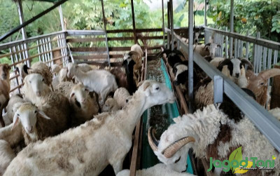 uploads/news/2023/05/musim-haji-dombi-masih-1381928f4173f45_400.jpg