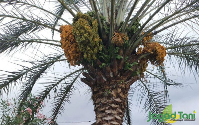 uploads/news/2023/05/pohon-kurma-tumbuh-dan-72084a0ebaf9c05_400.jpg
