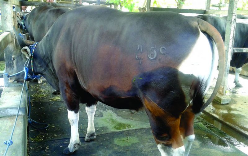 uploads/news/2023/05/puluhan-ribu-sapi-bima-445968b9afc8842.jpg