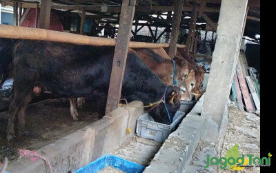 uploads/news/2023/05/resep-bikin-sapi-kurban-613372f3c071c50_400.jpg