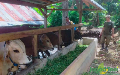 uploads/news/2023/06/beli-sapi-kurban-di-1205009c3f79243_400.jpg