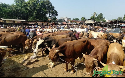 uploads/news/2023/06/beli-sapi-kurban-pasar-314892004537428_400.jpg