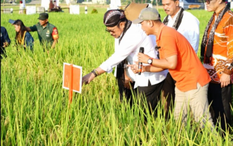uploads/news/2023/06/benih-varietas-unggul-kunci-42004d7e0ce0fee.jpg