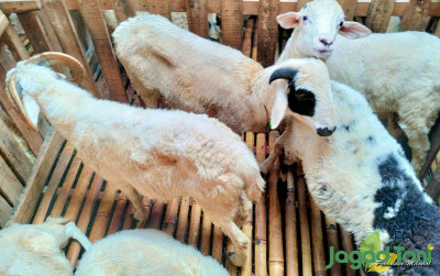 uploads/news/2023/06/harga-kambing-kurban-terbaru-55468408bff7519_400.jpg