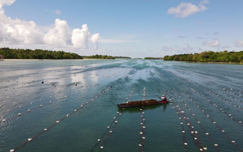 uploads/news/2023/06/hilirisasi-budidaya-rumput-laut-75743e44b866c75.jpeg