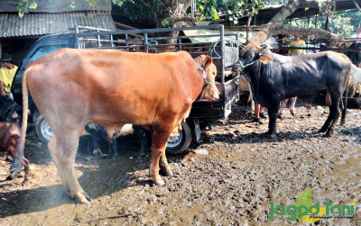 uploads/news/2023/06/jangan-beli-hewan-kurban-78585272f3eee7e_400.jpg