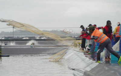 uploads/news/2023/06/mengenal-teknologi-tambak-udang-89873cd0367ce5e_400.jpeg