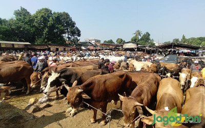 uploads/news/2023/06/pasar-sapi-jonggol-transaksi-90591373d967373_400.jpg