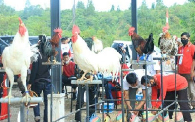 uploads/news/2023/06/pelestarian-ayam-kukuak-balenggek-344832035925c71_400.jpg
