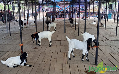 uploads/news/2023/06/ratusan-kambing-kaligesing-ikuti-28359c889fc2247_400.jpg