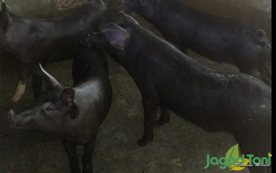 uploads/news/2023/06/ternak-babi-di-parimo-3100483084d9cdb_400.jpeg