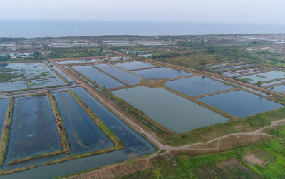 uploads/news/2023/06/tingkatkan-produksi-ikan-bandeng-61778d239df1312_400.jpeg