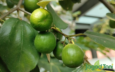 uploads/news/2023/07/beragam-manfaat-buah-bidara-26680f2b396c5a9_400.jpg