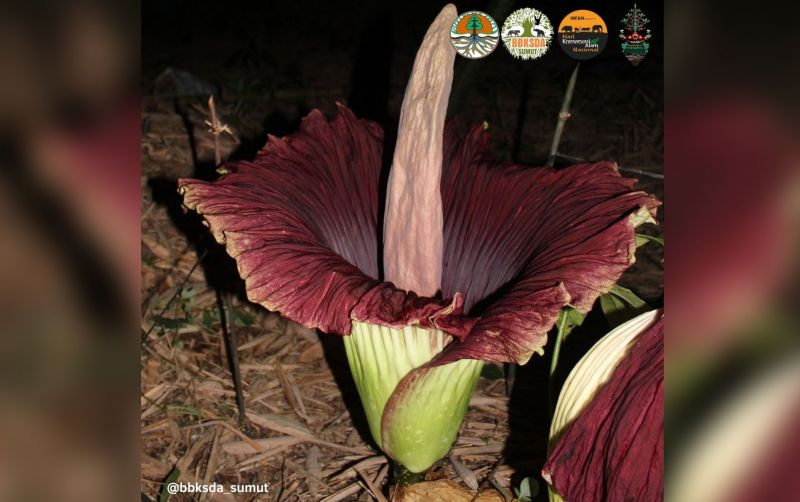 uploads/news/2023/07/bunga-bangkai-mekar-sempurna-6131207300e23ad.jpg