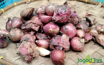 uploads/news/2023/07/harga-cabe-dan-bawang-934758be313bab1_400.jpg