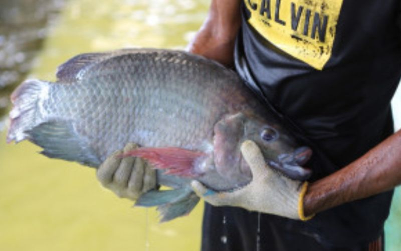 uploads/news/2023/07/kkp-bangun-budidaya-ikan-300652cf5cb201f.jpg
