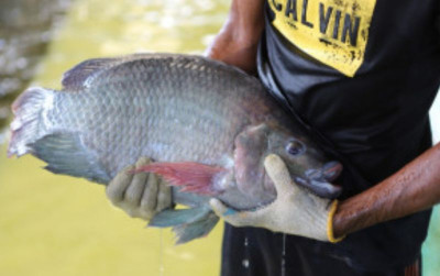 uploads/news/2023/07/kkp-bangun-budidaya-ikan-300652cf5cb201f_400.jpg