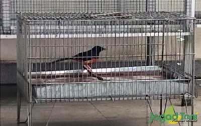 uploads/news/2023/07/manfaat-mandi-bagi-burung-58473d29773a88e_400.jpg