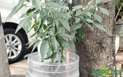 uploads/news/2023/07/mengenali-urban-farming-yang-850488fa454f816_400.jpg