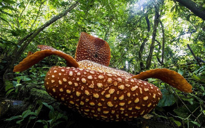 uploads/news/2023/07/rafflesia-pesona-bunga-terbesar-42994416e716e2a_400.jpg