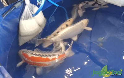 uploads/news/2023/07/ribuan-ekor-ikan-ikuti-26185fbd9003ad1_400.jpg