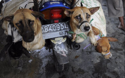 uploads/news/2023/07/semarang-larang-perdagangan-daging-60850596afa85e9_400.jpg