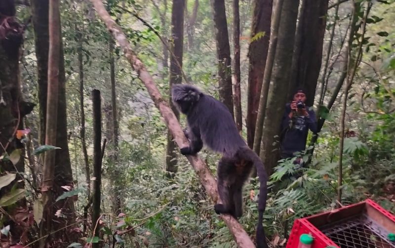 uploads/news/2023/07/tiga-ekor-lutung-jawa-8519302b66a8f26.jpg