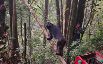 uploads/news/2023/07/tiga-ekor-lutung-jawa-8519302b66a8f26_400.jpg