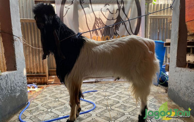 uploads/news/2023/08/alasan-kambing-etawa-berharga-800055d6062e3e2_400.jpg