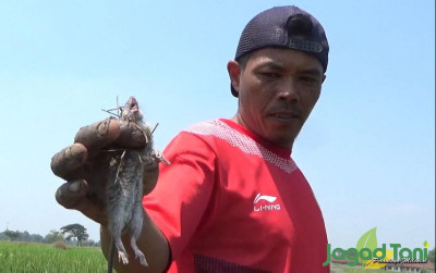 uploads/news/2023/08/hama-tikus-serang-tanaman-663920e1e357f0b_400.jpg