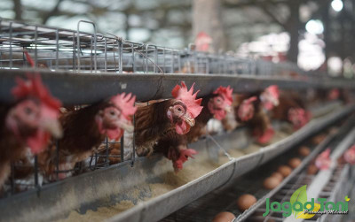 uploads/news/2023/08/jutaan-telur-ayam-di-1965205f6a82a06_400.JPG