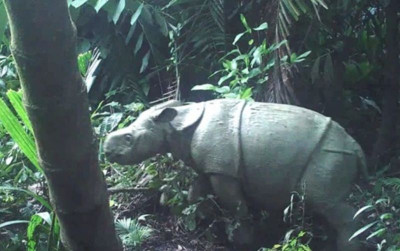 uploads/news/2023/08/kondisi-badak-jawa-terkini-80644bb2b54005f_400.jpg