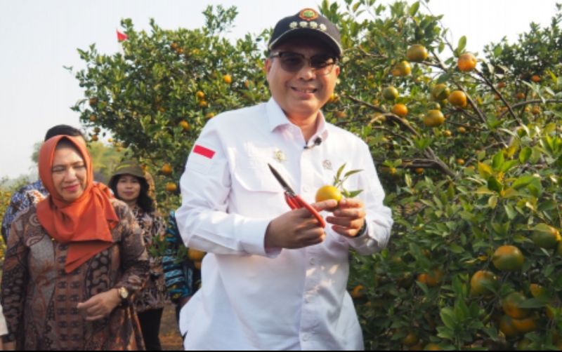 uploads/news/2023/08/pengembangan-varietas-jeruk-ekspor-7655252893267fd.jpg